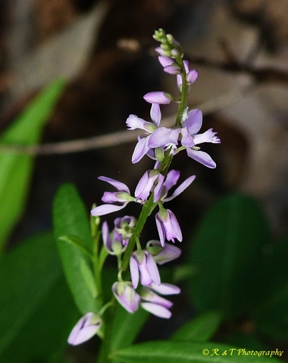 {Polygala polygama}